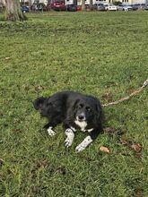 CAPPER, Hund, Mischlingshund in Lübeck - Bild 8