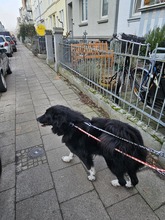 CAPPER, Hund, Mischlingshund in Lübeck - Bild 9