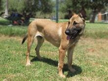 TENIENTE, Hund, Malinois in Spanien - Bild 1