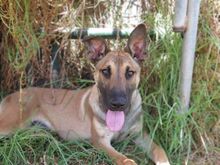 TENIENTE, Hund, Malinois in Spanien - Bild 2