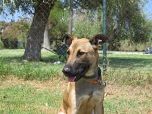 TENIENTE, Hund, Malinois in Spanien - Bild 3