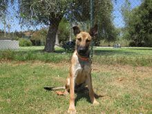 TENIENTE, Hund, Malinois in Spanien - Bild 4