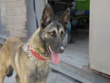 VALERIA, Hund, Malinois in Spanien - Bild 1