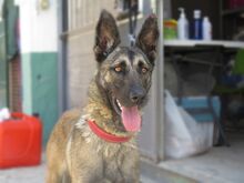 VALERIA, Hund, Malinois in Spanien - Bild 2