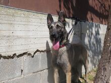 VALERIA, Hund, Malinois in Spanien - Bild 3