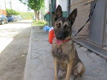 VALERIA, Hund, Malinois in Spanien - Bild 4