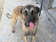 VALERIA, Hund, Malinois in Spanien - Bild 6