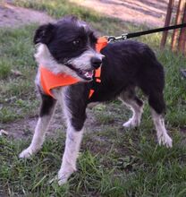 PENNY, Hund, Mischlingshund in Ungarn - Bild 2