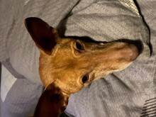 MAYA, Hund, Podenco Andaluz in Grafenberg - Bild 5