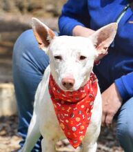 COPY, Hund, Podenco-Mix in Spanien - Bild 2