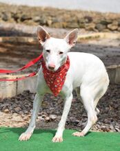 COPY, Hund, Podenco-Mix in Spanien - Bild 4