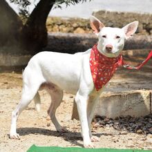 COPY, Hund, Podenco-Mix in Spanien - Bild 5