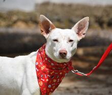 COPY, Hund, Podenco-Mix in Spanien - Bild 6