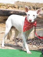 COPY, Hund, Podenco-Mix in Spanien - Bild 7