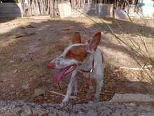 LUCI, Hund, Podenco in Spanien - Bild 2