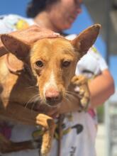 PELOS, Hund, Podenco in Spanien - Bild 1