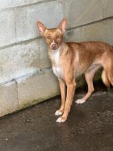 PELOS, Hund, Podenco in Spanien - Bild 2