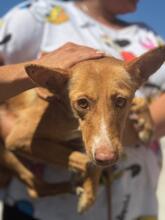 PELOS, Hund, Podenco in Spanien - Bild 4