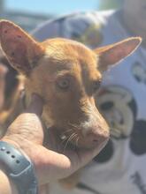 PELOS, Hund, Podenco in Spanien - Bild 5