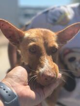 PELOS, Hund, Podenco in Spanien - Bild 6