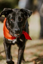 ZARA, Hund, Labrador Retriever-Mix in Hamburg