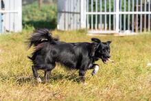 TOTO, Hund, Mischlingshund in Polen - Bild 1