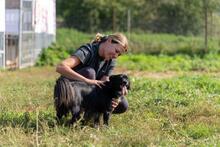 TOTO, Hund, Mischlingshund in Polen - Bild 10