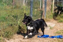 TOTO, Hund, Mischlingshund in Polen - Bild 2