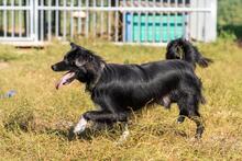 TOTO, Hund, Mischlingshund in Polen - Bild 4