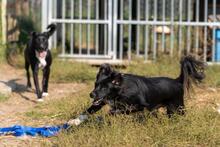 TOTO, Hund, Mischlingshund in Polen - Bild 7