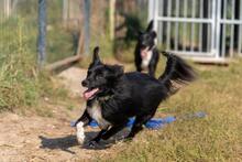 TOTO, Hund, Mischlingshund in Polen - Bild 8