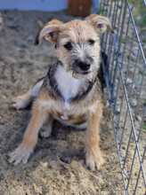 CINDERELLA, Hund, Mischlingshund in Rumänien - Bild 1