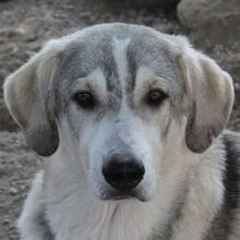 LYKOS, Hund, Mischlingshund in Griechenland - Bild 1