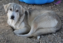 LYKOS, Hund, Mischlingshund in Griechenland - Bild 10