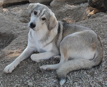 LYKOS, Hund, Mischlingshund in Griechenland - Bild 14