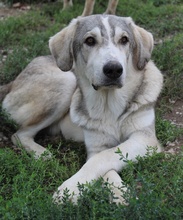 LYKOS, Hund, Mischlingshund in Griechenland - Bild 2