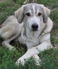 LYKOS, Hund, Mischlingshund in Griechenland - Bild 3