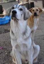 LYKOS, Hund, Mischlingshund in Griechenland - Bild 4