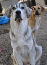 LYKOS, Hund, Mischlingshund in Griechenland - Bild 5