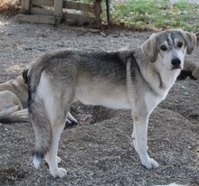 LYKOS, Hund, Mischlingshund in Griechenland - Bild 6