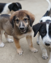 RUDOLPH, Hund, Mischlingshund in Griechenland - Bild 10