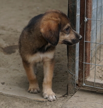 RUDOLPH, Hund, Mischlingshund in Griechenland - Bild 12