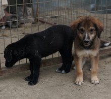 RUDOLPH, Hund, Mischlingshund in Griechenland - Bild 13