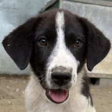 SANDOR, Hund, Mischlingshund in Griechenland - Bild 1