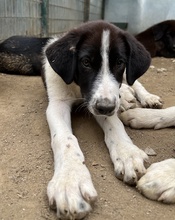 SANDOR, Hund, Mischlingshund in Griechenland - Bild 10