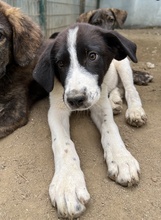 SANDOR, Hund, Mischlingshund in Griechenland - Bild 11