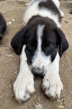 SANDOR, Hund, Mischlingshund in Griechenland - Bild 2