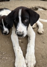 SANDOR, Hund, Mischlingshund in Griechenland - Bild 3