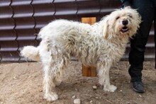 RUDOLFINE, Hund, Mischlingshund in Rumänien - Bild 3