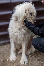 RUDOLFINE, Hund, Mischlingshund in Rumänien - Bild 6